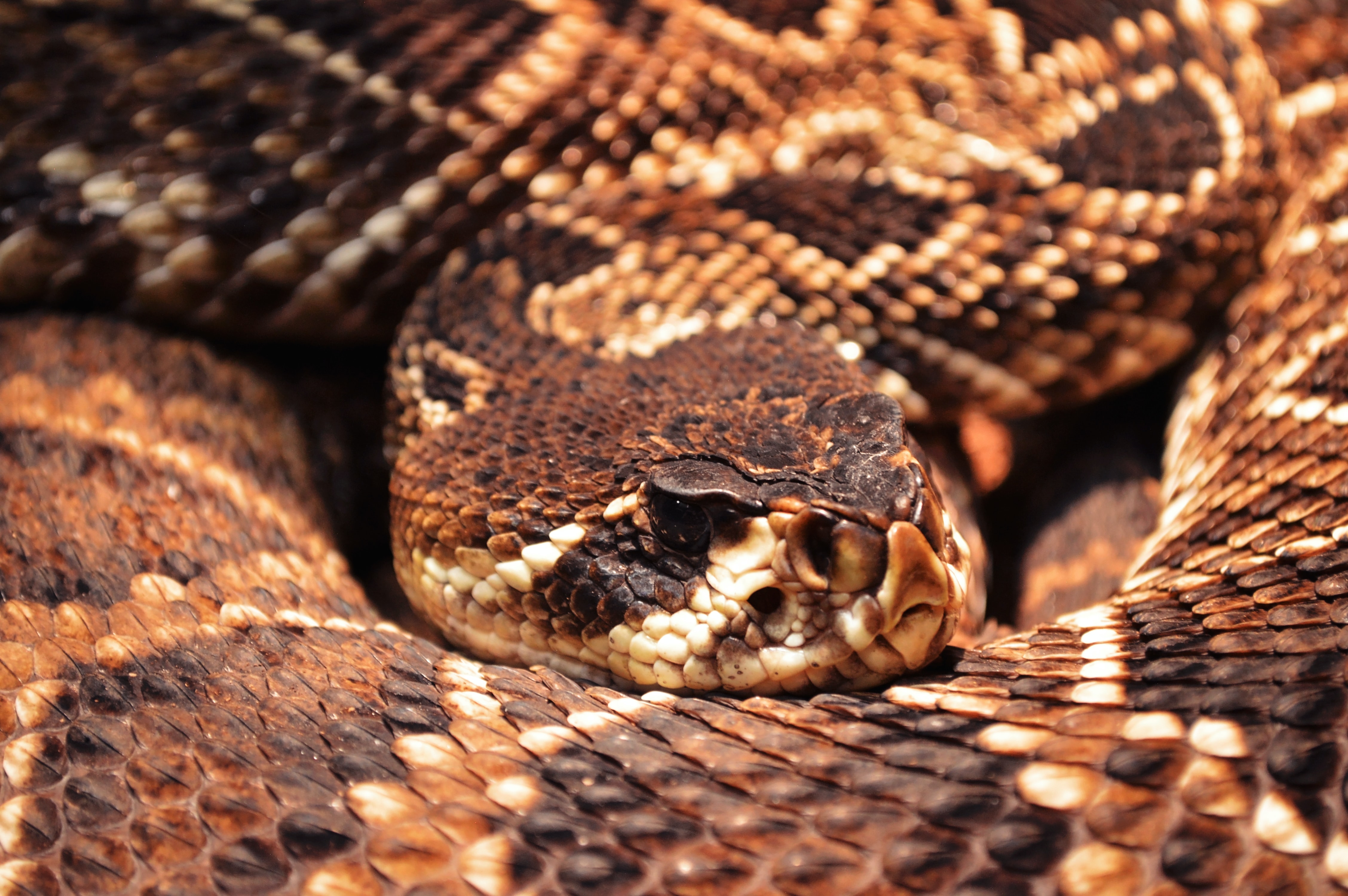 amber-wolfe-GKEIsjDA6Qs-unsplash